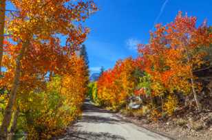 Aspens along road to Lake Sabrina-9480.jpg Aspens along road to Lake Sabrina-9480.jpg